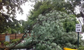 Thấy người lạ đến thuê nhà, hàng xóm chặt cây chặn cửa vì nghi ngờ bị nhiễm virus Covid-19