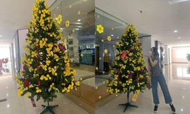 Công ty “chơi lớn” mua hẳn một “cây mai vàng” siêu to khổng lồ chơi Tết, khi đến gần mới té ngửa