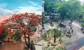 Hàng loạt cây phượng bị chặt hạ đề phòng đổ gãy, teen ngậm ngùi tiếc nuối