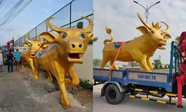 Biểu cảm siêu hài hước của “Trâu vàng” Tân Sửu ở tỉnh Vĩnh Long: Tôi là ai và đây là đâu?