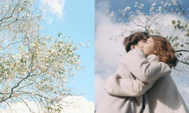 Những con đường ngập tràn hoa ban ở Đà Lạt tháng 12 này: Mình gặp nhau khi mùa hoa nở nhé!