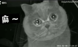 Netizen “tan chảy” với chú mèo rớm nước mắt trước camera an ninh khi bị bỏ lại ở nhà một mình