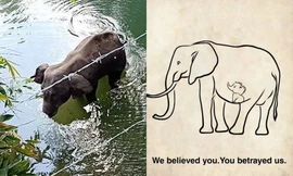 Voi mẹ mang thai chết vì bị dân làng lừa cho ăn trái dứa nhồi pháo khiến dân mạng phẫn nộ