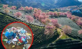 Sa Pa: Đồi chè Ô Long phải đóng cửa do nhiều du khách vô ý thức thi nhau xả rác, ngắt hoa