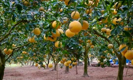 Hà Nội: Thủ phủ bưởi Diễn bội thu vụ Tết