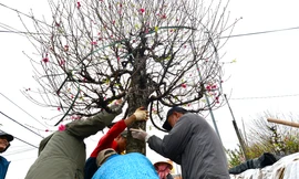 Kiếm tiền triệu mỗi ngày nhờ vận chuyển đào, cây cảnh dịp Tết 