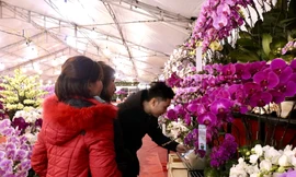 Chưa Tết lan hồ điệp đã ‘hạ nhiệt’