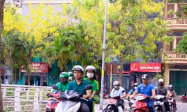 Hoa muồng hoàng yến rực vàng trên phố phường Hà Nội