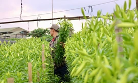 Người trồng hoa loa kèn tất bật vào vụ