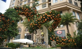 Chiêm ngưỡng cặp quất tạo hình rồng khổng lồ giá hàng trăm triệu xuống phố