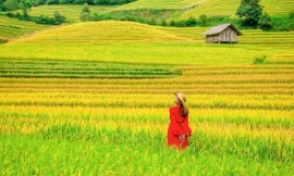 Mùa vàng Nậm Cang đẹp như tranh, hấp dẫn giới trẻ đến check in