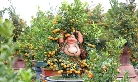 Lễ hội hoa đào, quất cảnh Xuân Giáp Thìn 2024 tổ chức tại phố Trịnh Công Sơn từ 26/1