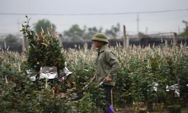 Thủ phủ hoa, cây cảnh ở Hà Nội tất bật vào vụ Tết