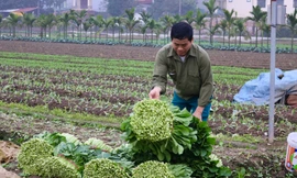 Giá rau 'neo' cao, người dân Hà Nội phấn khởi thu hoạch