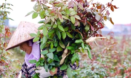 Vựa hoa lớn nhất Hà Nội trước ngày 8/3