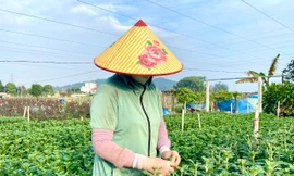 Thủ phủ hoa lớn nhất xứ Thanh: Người làm vườn trông chờ vụ Tết để 'gỡ vốn'