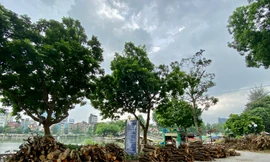 Nhếch nhác Công viên Thủ Lệ Hà Nội