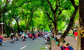 Hà Nội mùa sấu xanh mát phố phường 