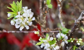 Mận cành Tây Bắc về Hà Nội sớm, 150.000 đồng/bó 