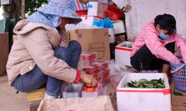 Mất mùa, người dân 'thủ phủ' nhót thất thu