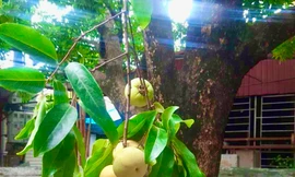 Thị thơm 'cô Tấm' xuống phố, gần 200.000 đồng/cành vẫn được săn đón