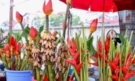 Rộ mùa hoa chuối rừng tại Hà Nội