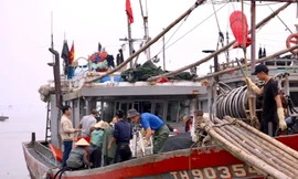 Ngư dân Thanh Hóa phấn khởi trúng đậm mẻ cá lớn đầu năm