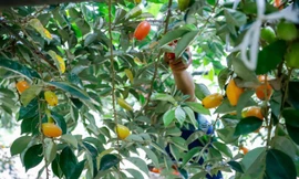 Thủ phủ nhót lớn nhất Hà Nội tất bật vào vụ 