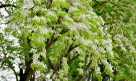 Nhiều góc phố Hà Nội như 'phủ tuyết' với sắc trắng tinh khôi của hoa sưa