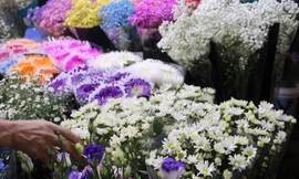 Cúc hoạ mi dập dìu xuống phố sớm, giá cao vẫn 'cháy hàng'