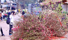 Đào Nhật Tân xuống phố, khoe sắc đón Tết sớm