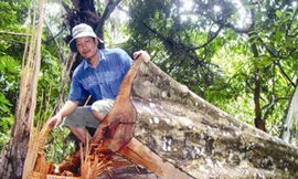 Rừng Quảng Bình đang bị tàn phá