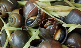 Ăn ốc, hai người suýt chết