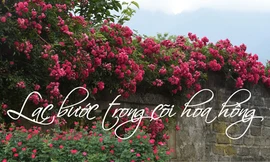 Lạc bước trong cõi hoa hồng Fansipan