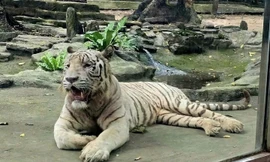 Hổ trắng 'Ngộ Không' ở Thảo Cầm Viên Sài Gòn đã chết