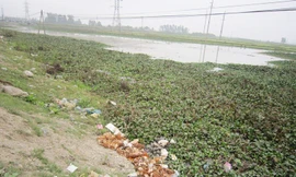 Gà chết đổ bên sông Thái dọc quốc lộ 48B đoạn qua xã Quỳnh Mỹ và Thị trấn Cầu Giát