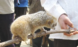 Các bệnh từ động vật có tốc độ lây lan rất nhanh	Ảnh: QD