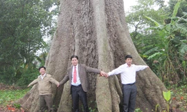 Cần bảo vệ những cây đại thụ ven sông Đà