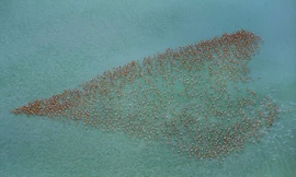 Chiêm ngưỡng ‘tình yêu lớn’ từ đàn chim Hồng hạc
