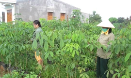 Vườn ươm cà phê của lính trẻ Trung đoàn 720 Ảnh: QS