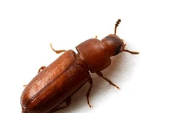 Con mọt thóc trưởng thành