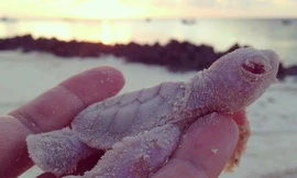 Chiêm ngưỡng rùa biển bạch tạng hiếm có