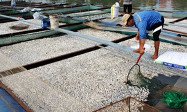 Vớt cá chết nổi trên mặt sông.