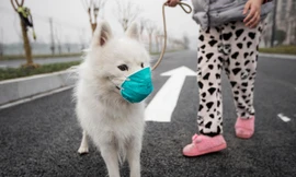 Rộ mốt đeo khẩu trang tránh khói bụi cho chó cưng