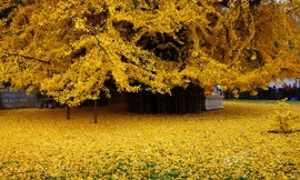 Ngỡ ngàng lá rụng trải thảm vàng óng dưới gốc ngân hạnh 1400 tuổi