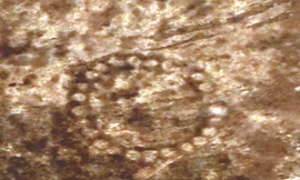 NASA công bố hình vẽ bí ẩn 8.000 năm trước tại Kazakhstan