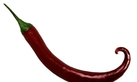 Cận cảnh loại ớt Carolina Reaper cay nhất thế giới.