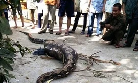 Con trăn nuốt chửng con bê bị người dân bắt được.