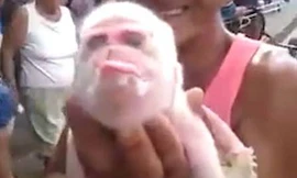 Xôn xao heo mặt khỉ và lời nguyền tận thế 