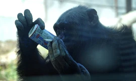 Khởi kiện sở thú ép đười ươi hút thuốc, uống Coca 